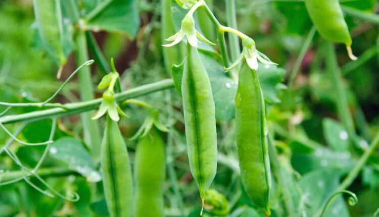 Plant Beans and Peas